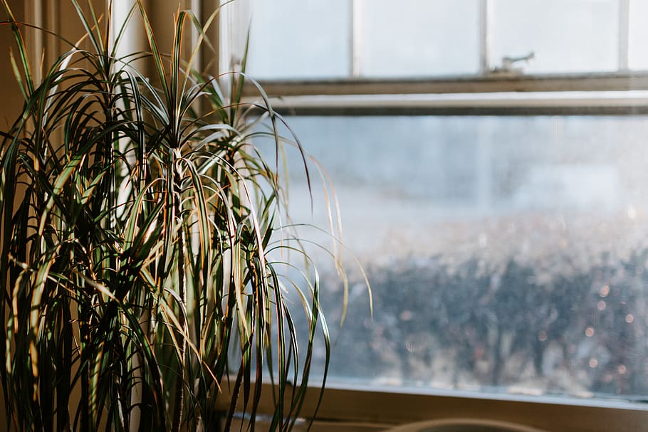 grønbladet plante, sol, lys, varm, rude, vinter, vindue, trævlet, mager, blad, edderkop, indendørs, plante, træ, Palme træ, fokus på forgrunden, tæt på, ingen mennesker, glas - materiale, gennemsigtig, dag, natur, vækst, bord, selektiv fokusering, stilleben, plante del, glas, vindueskarm, 5K