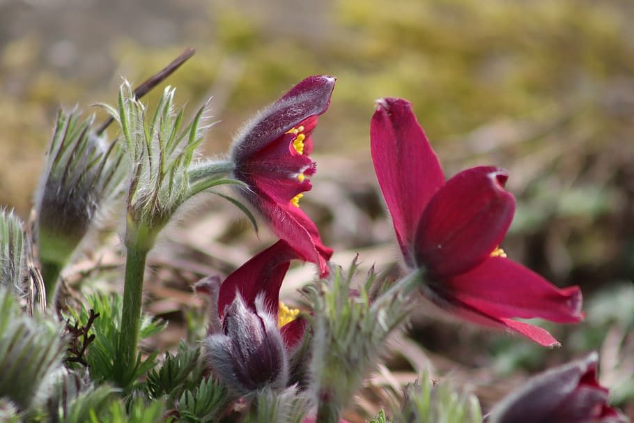 Pasqueflower, flor de pasque, flors, violeta, pètals, primavera, jardí, hahnenfußgewächs, tòxics, planta, flor, planta amb flors, bellesa a la natura, primer pla, vulnerabilitat, fragilitat, vermell, creixement, pètal, naturalesa, cap gent, frescor, enfocament selectiu, dia, cap de flor, animal, inflorescència, temes d'animals, a l'aire lliure, 5K