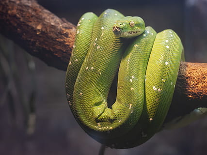 verd, python, marró, arbre, rèptil, serp, animal, serp verd, Països Baixos, arnhem, zoo, dolent, por, fons de pantalla, naturalesa, , arbres, animals, foto, un animal, fauna animal, temes d'animals, primer pla, animals a la natura, color verd, cap gent, dia, centrar-se en primer pla, vertebrats, branca, part del cos dels animals, planta, a l'aire lliure, signe, escala d’animals, cap d’animals, verinós, ull d’animals, 4K, CC0, domini públic, lliure de regalies