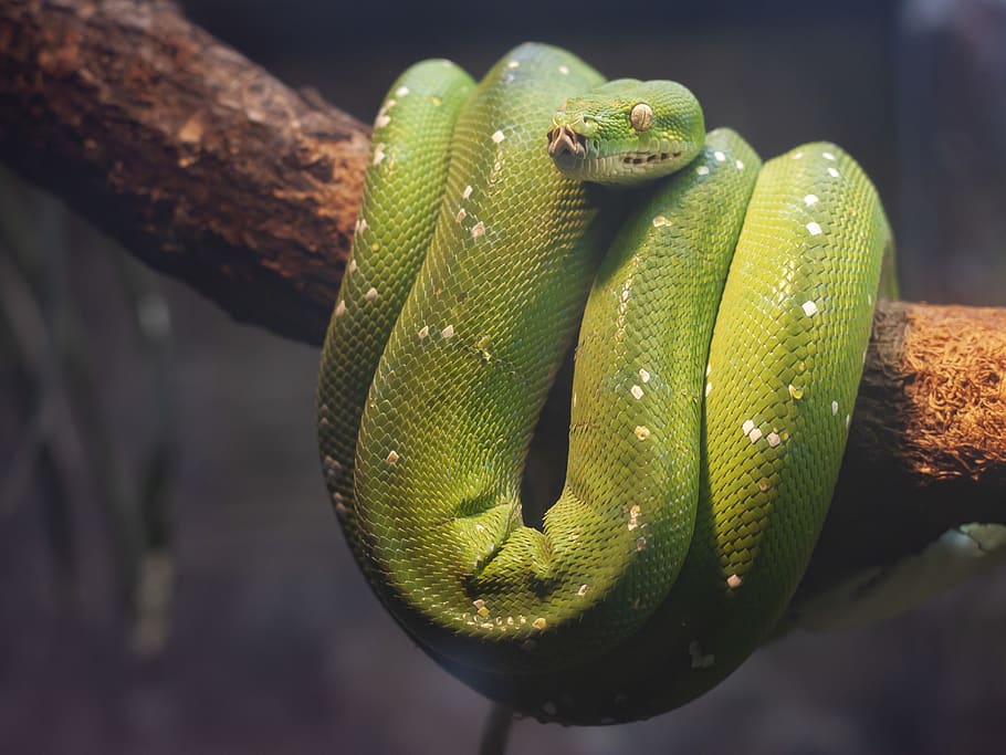 verd, python, marró, arbre, rèptil, serp, animal, serp verd, Països Baixos, arnhem, zoo, dolent, por, fons de pantalla, naturalesa, , arbres, animals, foto, un animal, fauna animal, temes d'animals, primer pla, animals a la natura, color verd, cap gent, dia, centrar-se en primer pla, vertebrats, branca, part del cos dels animals, planta, a l'aire lliure, signe, escala d’animals, cap d’animals, verinós, ull d’animals, 4K