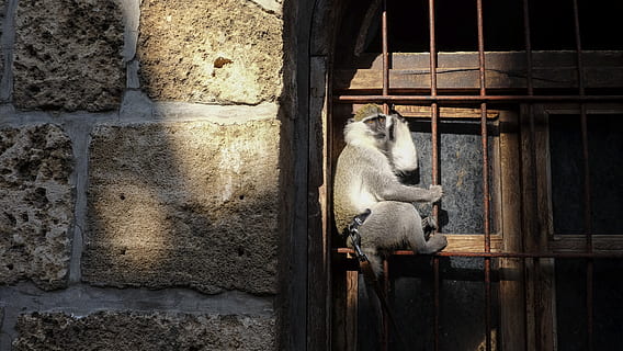 gris, mico, paret, durant el dia, animal, vida salvatge, mico d'esquirol, Líban, byblos, mamífer, mascota, gat, llum solar, brillar, ombra, corretja, babuí, finestra, lemur, cinturó, esquirol, mirant, temes d'animals, un animal, vertebrats, fauna animal, cap gent, animals en captivitat, dia, zoo, arquitectura, funció de construcció de parets, estructura construïda, animals a la natura, relaxació, primat, naturalesa, assegut, 4K, CC0, domini públic, lliure de regalies
