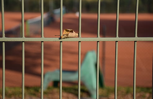 grade, cadeira, folha, padronizar, tênis, abstrato, outono, temas animais, animal, um animal, animais selvagens, animais em estado selvagem, mamífero, metal, ninguém, focar em primeiro plano, vertebrado, roedor, animais em cativeiro, cela, dia, cerca, segurança, protecção, fronteira, natureza, ao ar livre, jardim zoológico, cabeça de animal, 5K, CC0, domínio público, royalty free