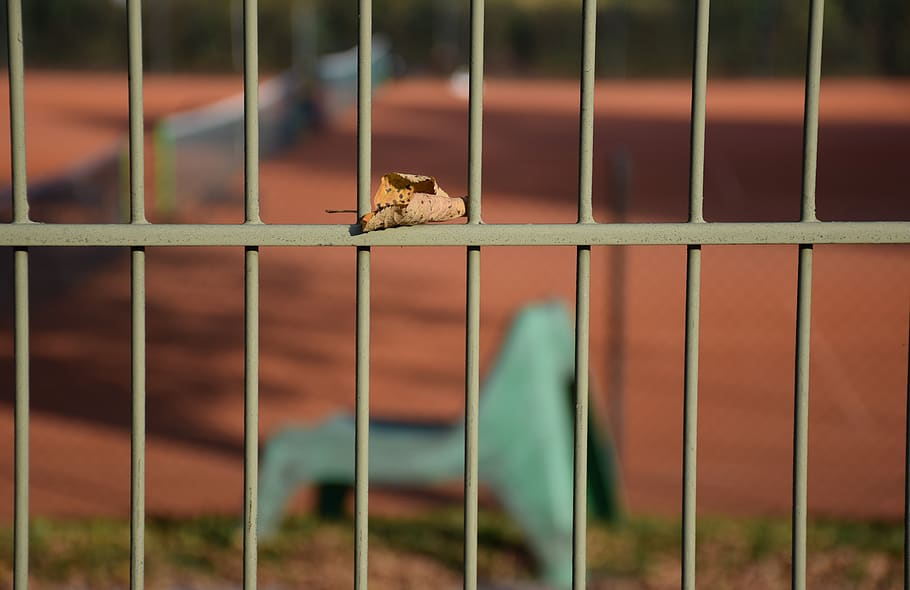 grade, cadeira, folha, padronizar, tênis, abstrato, outono, temas animais, animal, um animal, animais selvagens, animais em estado selvagem, mamífero, metal, ninguém, focar em primeiro plano, vertebrado, roedor, animais em cativeiro, cela, dia, cerca, segurança, protecção, fronteira, natureza, ao ar livre, jardim zoológico, cabeça de animal, 5K