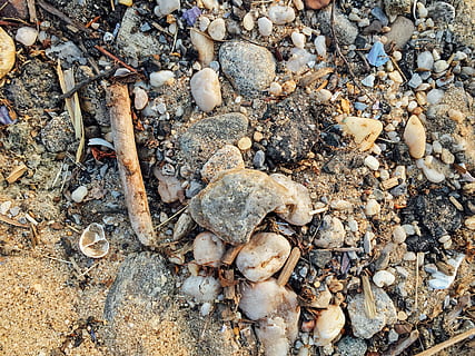 Muscheln, Felsen, Sand, Strände, Makro, Natur, Objekte, Sommer-, Strand, Steine, Land, solide, keine Leute, Rock, Tag, High Angle View, Feld, Stein - Objekt, Vollbild, Stein, große gruppe von gegenständen, Rock - Objekt, texturiert, Nahansicht, draußen, Kieselstein, direkt darüber, Hintergründe, 2K, CC0, gemeinfrei, lizenzfrei