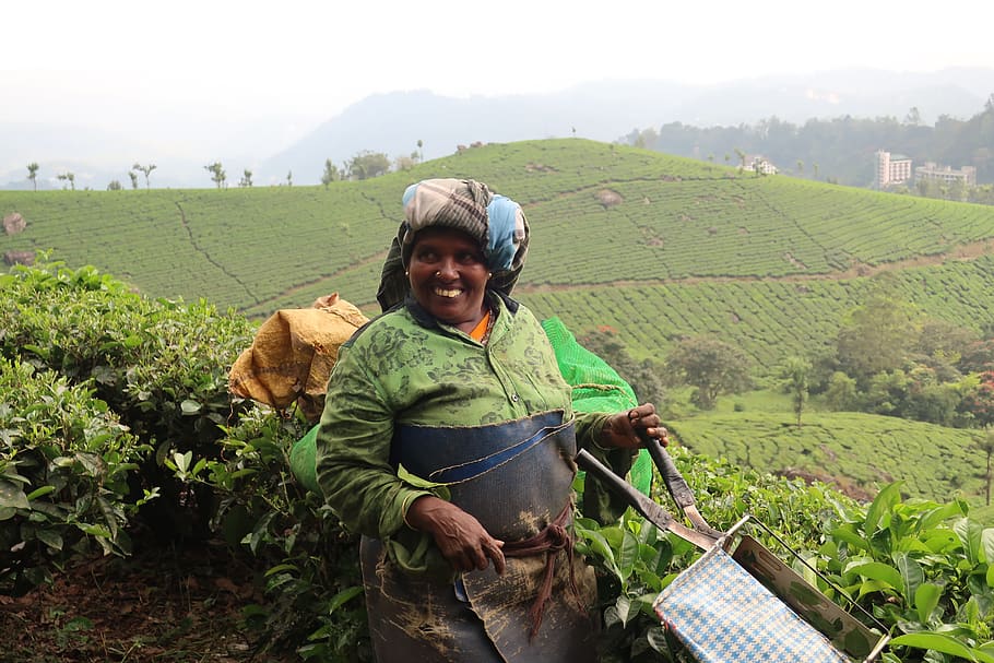 Índia, munnar, respecte, treball dur, vida difícil, colors, plantació de te, naturalesa, bonic, impressionant, verd, somriures, una persona, creixement, paisatge, persones reals, planta, camp, agricultura, escena rural, terra, granja, color verd, tres quarts de longitud, dia, vista frontal, dones, bellesa a la natura, adult, cultiu, escenics - natura, pagès, a l'aire lliure, 2K