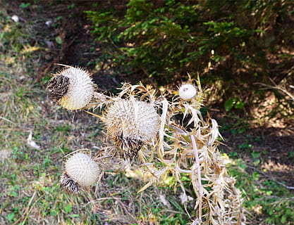 plants, plant, land, no people, nature, field, day, close-up, focus on foreground, dry, high angle view, growth, spiked, grass, food, outdoors, vulnerability, fragility, sunlight, brown, animal, 1080P, CC0, public domain, royalty free