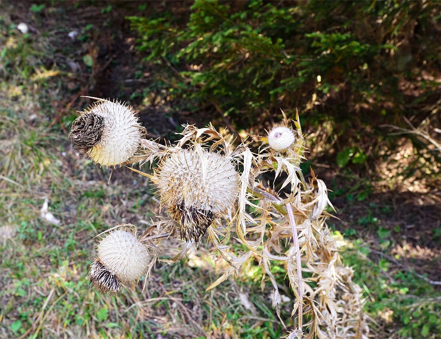 plants, plant, land, no people, nature, field, day, close-up, focus on foreground, dry, high angle view, growth, spiked, grass, food, outdoors, vulnerability, fragility, sunlight, brown, animal, 1080P