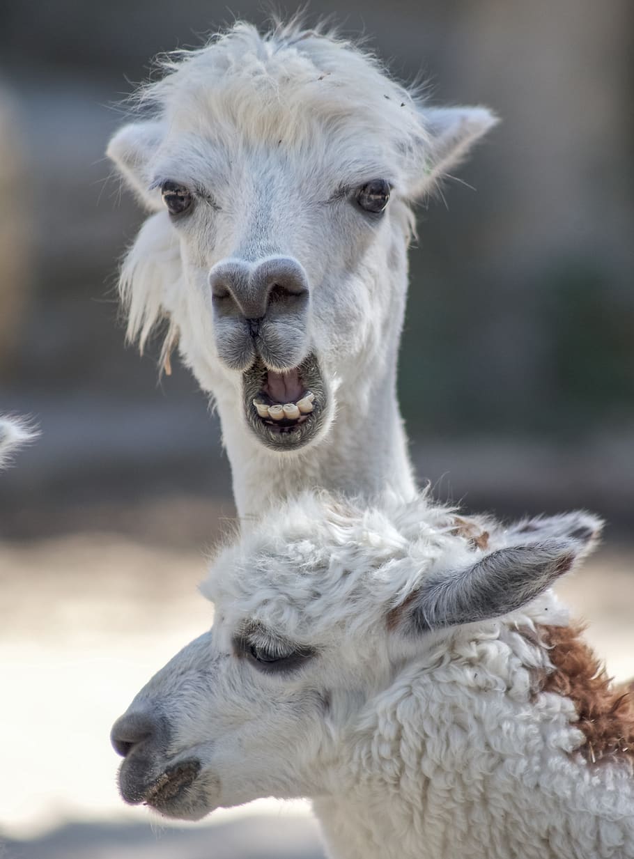 Alpacas สีขาวสองตัว, ธีมสัตว์, สัตว์, เลี้ยงลูกด้วยนม, ปศุสัตว์, สัตว์หนึ่งตัว, สัตว์เลี้ยง, มุ่งเน้นไปที่เบื้องหน้า, ภาพเหมือน, ในประเทศ, มีกระดูกสันหลัง, ใกล้ชิด, ไม่มีคน, ส่วนของร่างกายสัตว์, มองที่กล้อง, หัวสัตว์, วัน, สัตว์ป่า, สัตว์สี่เท้าชนิดหนึ่ง, สีขาว, อ้าปาก, ซึ่งกินพืชเป็นอาหาร, ปากสัตว์, 4K