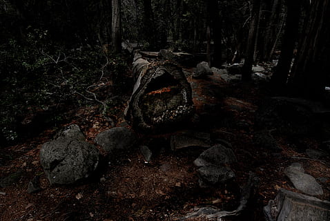 registro marrone, terra, Parco Nazionale Yosemite, pianta, albero, vita marina, tartaruga, rettile, animale, macerie, foglia, tronco d'albero, paintball, lapide, tomba, roccia, ardesia, fotografia, foto, natura, foresta, tronco, nessuno, bosco, la tranquillità, solido, giorno, roccia - oggetto, vecchio, all'aperto, crescita, scena tranquilla, legna, scena non urbana, 4K, CC0, dominio pubblico, privo di copyright
