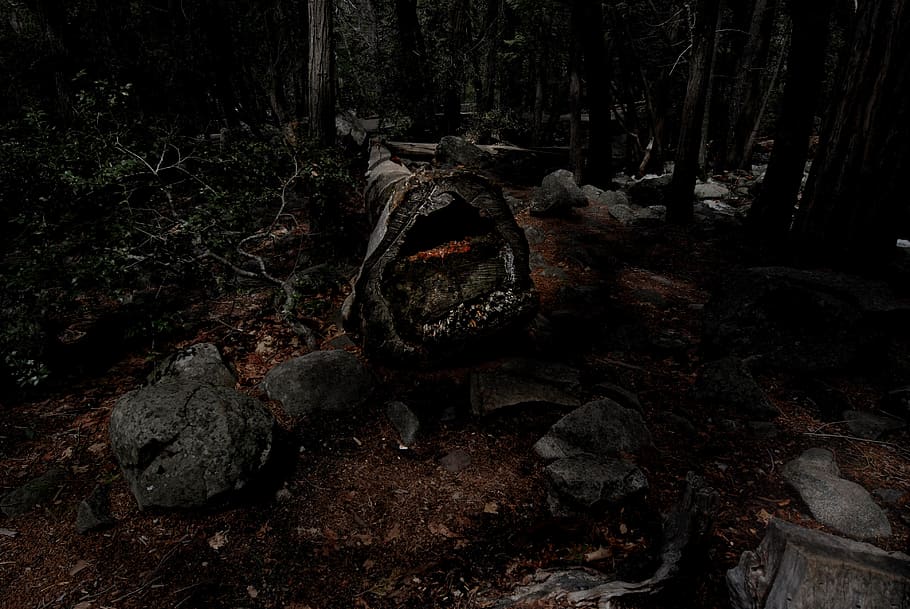 registre marró, sòl, Parc Nacional de Yosemite, planta, arbre, la vida marina, tortuga, rèptil, animal, runes, full, tronc de l'arbre, monstre de l'arbre, paintball, làpida, tomba, rock, pissarra, fotografia, foto, naturalesa, bosc, terra, tronc, cap gent, tranquil·litat, sòlid, dia, rock - object, vell, a l'aire lliure, creixement, escena tranquil·la, fusta, escena no urbana, 4K