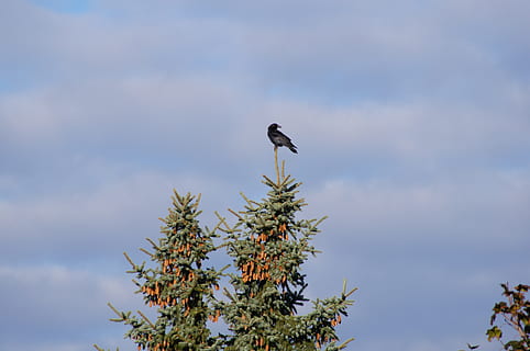 kuş, çam ağacı, doğa, ağaç, çam, orman, şube, peyzaj, hayvan, yeşil, tünemiş, gökyüzü, ahşap, kozalaklı ağaç, bulutlar, bulutlu, çam kozalağı, karga, Noel, vahşi hayvanlar, hayvan yaban hayatı, omurgalı, hayvan temaları, bir hayvan, bulut - gökyüzü, düşük açılı görünüş, bitki, perching, insansız, gün, açık havada, doğada güzellik, büyüme, zooloji, kartal, 4K, CC0, kamu malı, telif ücretsiz