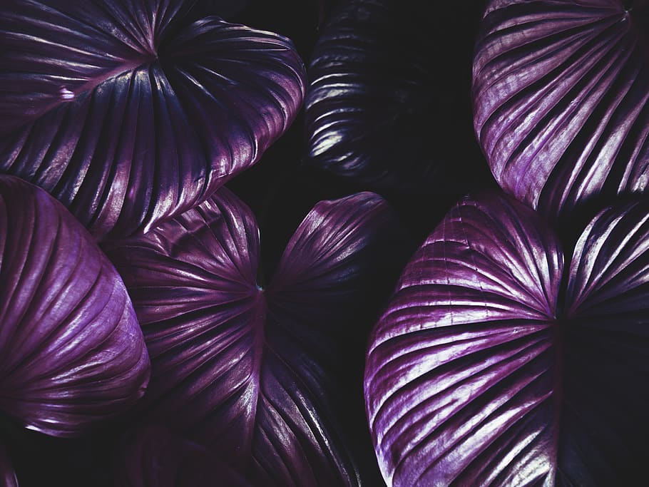 del desktop, modello, cibo, botanico, botanica, pulito, design, ecologia, ambientale, fresco, verde, foglia, le foglie, minimo, naturale, natura, piante, vendere, semplice, semplicità, struttura, strutturato, albero, alberi, tropicale, Tropicals, sfondo, fotogramma intero, sfondi, avvicinamento, nessuno, viola, in casa, natura morta, freschezza, giorno, modello naturale, ripetizione, crescita, bellezza nella natura, vulnerabilità, grande gruppo di oggetti, morbidezza, 5K