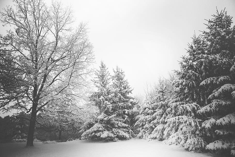 hivern, neu, fred, arbres, naturalesa, Nadal, boscos, blanc i negre, arbre, planta, temperatura de fred, terra, bellesa a la natura, tranquil·litat, cap gent, cel, congelat, bosc, escenics - natura, medi ambient, dia, escena tranquil·la, Color blanc, branca, a l'aire lliure, vent de neu, nevar, arbre de coníferes, 5K