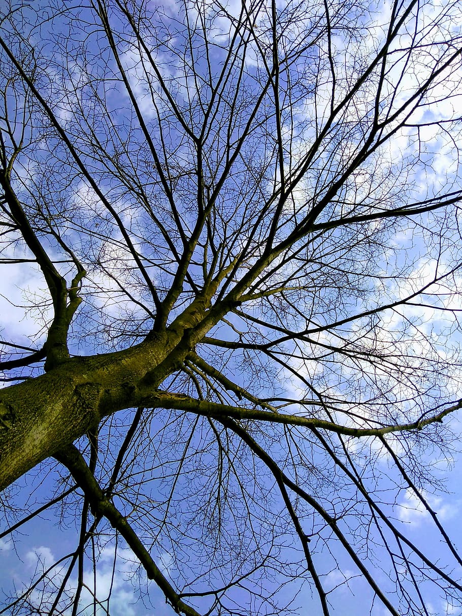 træ, dag, blå, skyer, tør, sommer, forår, en smuk dag, fornøjelse, himmel, lys, klar, afdeling, natur, landskab, energi, træer, Skov, udendørs, lav vinkel visning, plante, bare træ, ro, ingen mennesker, skønhed i naturen, vækst, bagagerum, træstamme, scenics - natur, træ baldakin, sky - himmel, direkte under, kompleksitet, 4K