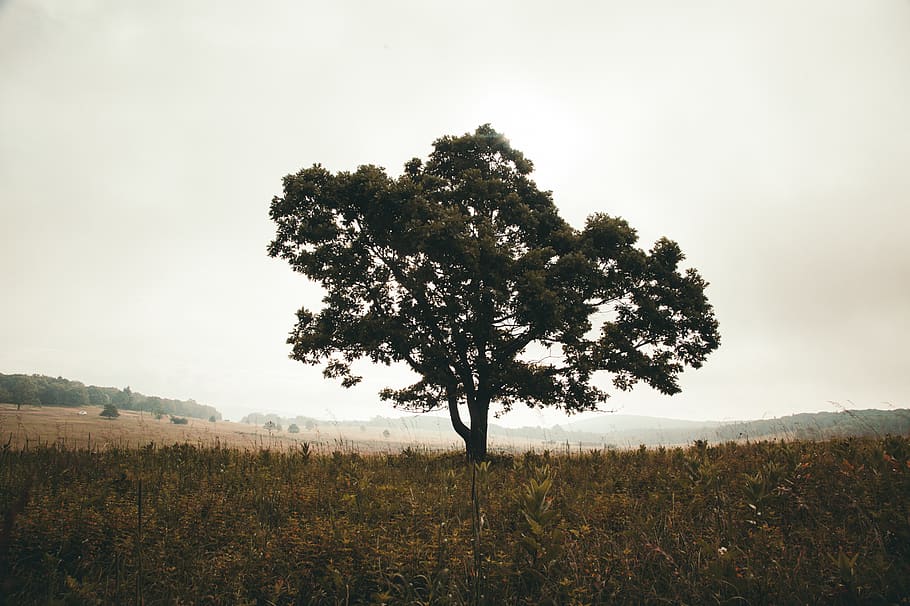 arbre, arbres, feild, terra, paisatge, salvatge, desert, boscos, bosc, woodswild, motlles de fusta, fusta, fotògraf de paisatge, fotògraf, fotografia, foto, vídeo, videografia, planta, camp, tranquil·litat, bellesa a la natura, cel, creixement, medi ambient, escena tranquil·la, herba, escenics - natura, naturalesa, escena no urbana, cap gent, dia, idíl·lic, arbre únic, a l'aire lliure, aïllat, 1080P
