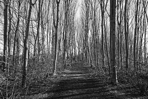 bosc, arbre, tronc, branca, ombra, camí, llum, llum solar, arbres nus, arbres d’hivern, sense fulles, paisatge, terra, tranquil·litat, planta, escena tranquil·la, tronc de l'arbre, naturalesa, cap gent, el camí a seguir, dia, direcció, bellesa a la natura, escena no urbana, escenics - natura, creixement, arbre nu, a l'aire lliure, 5K, CC0, domini públic, lliure de regalies