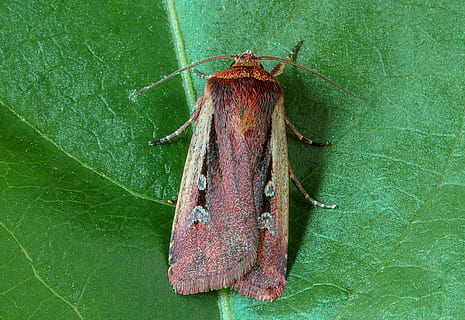 flame-shoulder, moth, wings, pattern, insect, nature, summer, antennae, colorful, wildlife, bug, close, bold, green color, no people, plant part, leaf, close-up, invertebrate, animal, animal themes, one animal, animal wildlife, hanging, outdoors, leaf vein, animals in the wild, day, high angle view, plant, 5K, CC0, public domain, royalty free