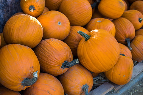apelsinpumpor, vegetabiliska, squash, pumpa, producera, växt, mat, flora, mat och dryck, äta nyttigt, orange färg, friskhet, välbefinnande, inget folk, stor grupp av objekt, överflöd, dag, högvinkelvy, organisk, höst, lantbruk, full ram, rå mat, marknadsföra, natur, utomhus, försäljning, mogen, 5K, CC0, offentligt domän, royaltyfria