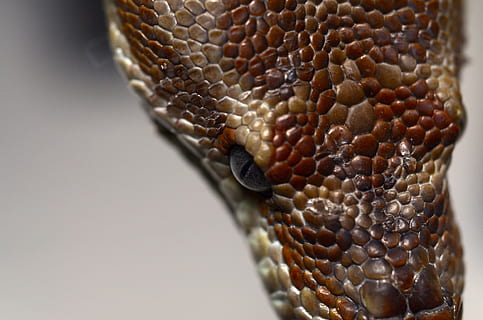 python de bredl, python, Austràlia, animal, constrictor, rèptil, exòtic, ull, serp, primer pla, un animal, temes d'animals, cap gent, fauna animal, escala d’animals, part del cos dels animals, a l'interior, tir de l'estudi, patró natural, animals a la natura, patró, primer pla extrem, senyal d'advertència, dia, macro, cap d’animals, verinós, ull d’animals, 4K, CC0, domini públic, lliure de regalies