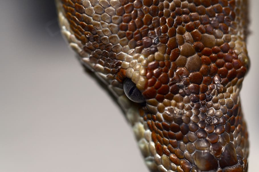 python de bredl, python, Austràlia, animal, constrictor, rèptil, exòtic, ull, serp, primer pla, un animal, temes d'animals, cap gent, fauna animal, escala d’animals, part del cos dels animals, a l'interior, tir de l'estudi, patró natural, animals a la natura, patró, primer pla extrem, senyal d'advertència, dia, macro, cap d’animals, verinós, ull d’animals, 4K