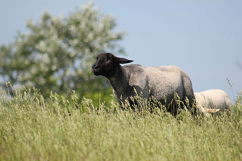 Schaf, Deich, Wiese, wolle, Gras, deichschaf, Himmel, Tierthemen, Tier, Säugetier, ein Tier, Pflanze, Haustiere, Wirbeltier, Feld, Land, Tag, Natur, Tierwelt, keine Leute, inländisch, Tiere in freier Wildbahn, selektiver Fokus, Vieh, draußen, pflanzenfressend, Profilansicht, 2K, CC0, gemeinfrei, lizenzfrei