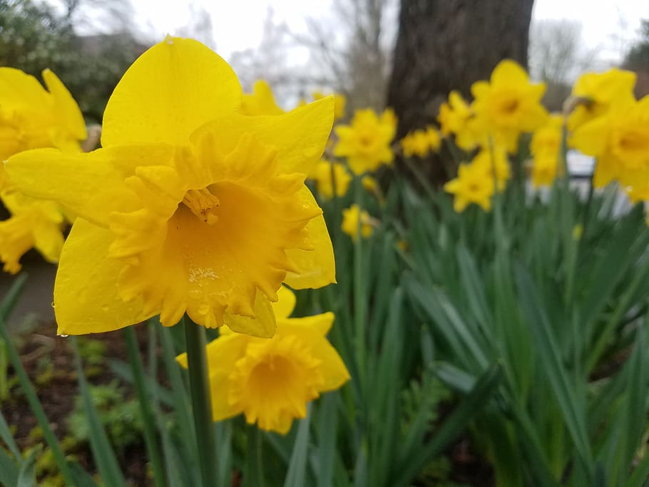 zarnacadea, floare, primăvară, natură, galben, plantă, planta cu flori, fragilitate, prospeţime, vulnerabilitate, frumusețe în natură, creştere, petală, inflorescenţă, a închide, cap de floare, să se concentreze asupra primelor elemente, zi, nici o persoana, camp, teren, în aer liber, 4K