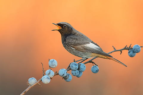 baya, pájaro, come, naturaleza, otoño, aves, animal, guay, creativo, rama, plumado, animales, temas de animales, fauna animal, vertebrado, animales en la naturaleza, belleza en la naturaleza, nadie, posado, invertebrado, un animal, Fruta, fondo de color, de cerca, al aire libre, color naranja, día, longitud total, mirlo, fondo naranja, 2K, CC0, dominio público, libre de derechos