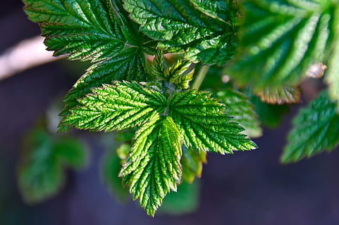 gerds, verd, fulla de gerds verdes, fruita, saludable, fresc, vegetarià, naturalesa, bé, primavera, vitamines, menjar, l'hort, full, part de la planta, color verd, planta, primer pla, creixement, centrar-se en primer pla, herba, dia, bellesa a la natura, menjar i beguda, salut i medicina, cap gent, medicina, a l'aire lliure, enfocament selectiu, narcòtics, frescor, arbre de coníferes, avet, 5K, CC0, domini públic, lliure de regalies