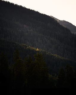 di spessore, verde, alberi, copertura, pendio di montagna, albero, pianta, bellezza nella natura, scena tranquilla, scenics - natura, la tranquillità, montagna, cielo, foresta, crescita, nessuno, scena non urbana, terra, natura, idilliaco, paesaggio, colore verde, ambiente, giorno, all'aperto, bosco, Pino, albero di conifere, 1080P, CC0, dominio pubblico, privo di copyright