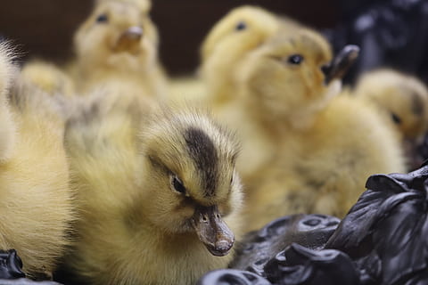 aneguets grocs, ocell, ànec, animal, bec, aus aquàtiques, pollet, criatures, ànecs, ocells, taxidermia, animals del nadó, gallines, aus de corral, ocell de gall dindi, pollastre, gallina, guatlla, pinzell, perdiu, oca, grup d’animals, temes d'animals, animal jove, ocell jove, vertebrats, cap gent, fauna animal, primer pla, mamífer, animals a la natura, grup mitjà d'animals, família d’animals, centrar-se en primer pla, enfocament selectiu, naturalesa, pollastre infantil, dia, unió, cap d’animals, cura, 5K, CC0, domini públic, lliure de regalies