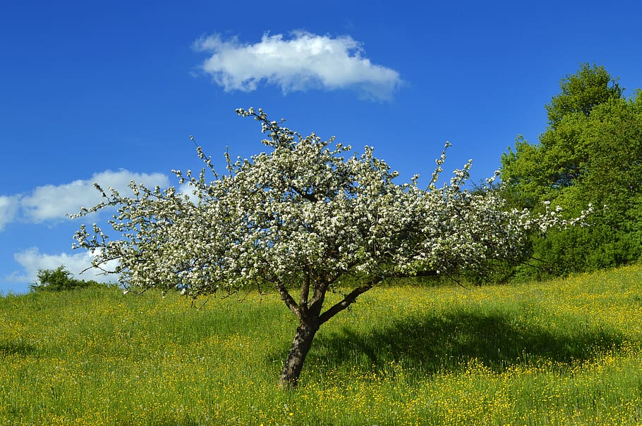 Baum, Wiese, Frühling, Landschaft, Natur, Gras, ländlich, Sommer-, Himmel, Stimmung, idyllisch, blühen, Wolke, Pflanze, wunderschönen, Garten, Obstgarten, Flora, Grün, Schönheit in der Natur, Wachstum, Blume, blühende Pflanze, grüne Farbe, Feld, Frische, Ruhe, Tag, ruhige Szene, keine Leute, wolke - himmel, Land, draußen, 5K