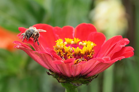 siitepöly, pollinating, pölytys, mehiläinen, eläin, hyönteinen, lentää, kukka, tuoksu, puutarha, kukoistava, kasvi, hauraus, selkärangaton, kauneus luonnossa, alttius, terälehti, eläinten teemoja, eläinten villieläimet, tuoreus, eläimiä, yksi eläin, kukka pää, lähikuva, kasvu, keskittyä etualalle, ei ihmisiä, kevät, 1080P, CC0, public domain, rojaltivapaa
