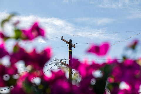 bruine elektrische post, kosmos, licht, schitteren, fabriek, stuifmeel, flora, produceren, kers-, voedsel, fruit, bloesem, bloem, ongewerveld, mug, dier, insect, geranium, helmknop, verlichting, bloemblad, hemel, lage hoekweergave, wolk - lucht, kabel, natuur, elektriciteit, dag, verbinding, technologie, buitenshuis, geen mensen, bloeiende plant, hoogspanningslijn, selectieve aandacht, brandstof en stroomopwekking, stroomvoorziening, roze kleur, hoogspanningsmast, telefoonlijn, 5K, CC0, publiek domein, royaltyvrij