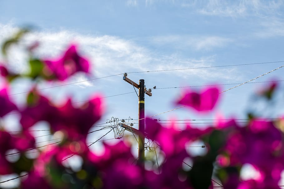 brun elektrisk post, kosmos, lys, glitter, plante, pollen, flora, fremstille, kirsebær, mad, frugt, blomstre, blomst, hvirvelløse, myg, dyr, insekt, geranium, Også på et andet, belysning, kronblad, himmel, lav vinkel visning, sky - himmel, kabel, natur, elektricitet, dag, forbindelse, teknologi, udendørs, ingen mennesker, blomstrende plante, strømkabel, selektiv fokusering, brændstof og elproduktion, Strømforsyning, lyserød farve, el-pylon, telefonlinje, 5K