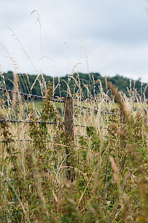 dorking, pšenice, letní, pole, krajina, bokeh, plot, vsco, film, rostlina, růst, Příroda, nebe, přistát, den, nikdo, klid, krása v přírodě, mrak - nebe, klidné scény, detail, selektivní zaměření, tráva, venku, venkovské scény, zaměřit se na popředí, životní prostředí, 5K, CC0, veřejná doména, bez autorských práv