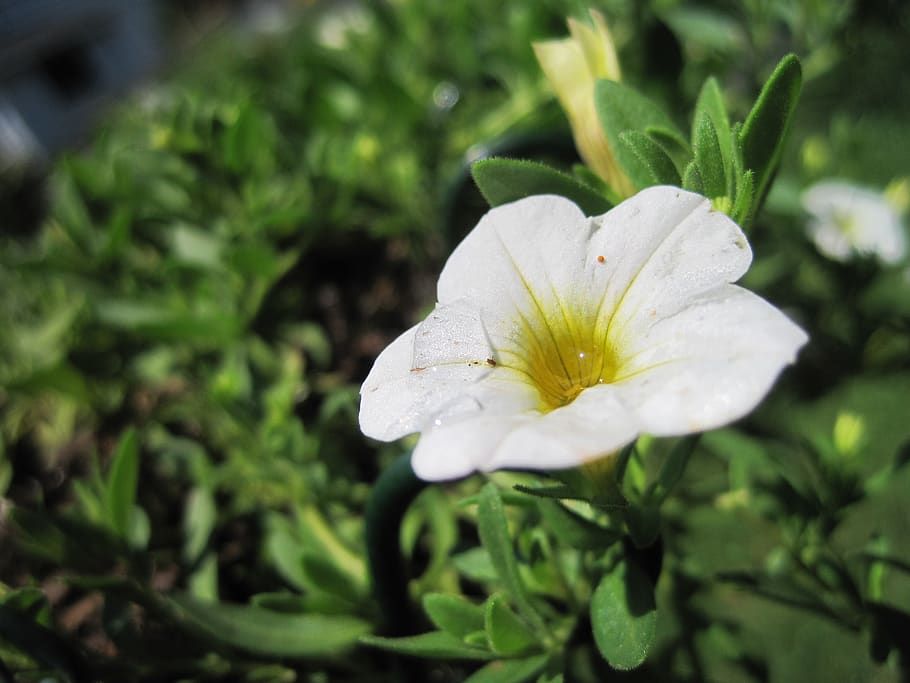 Estats Units, gloucester, planta, bellesa a la natura, creixement, flor, frescor, pètal, planta amb flors, primer pla, fragilitat, vulnerabilitat, tirar, cap de flor, inflorescència, humit, aigua, naturalesa, Color blanc, cap gent, dia, a l'aire lliure, gota de pluja, pluja, rosada, pol·len, puresa, temporada de pluges, 2K