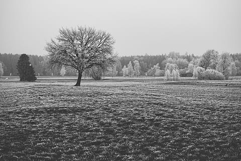 arbre sense fulles, arbre, planta, naturalesa, sòl, a l'aire lliure, gel, gelades, neu, paisatge, rural, tronc de l'arbre, blanc, abies, avet, camp, terra, roure, reif, bandw, hivern, tranquil·litat, escena tranquil·la, medi ambient, cel, bellesa a la natura, cap gent, escenics - natura, cel clar, dia, arbre nu, escena no urbana, temperatura de fred, 4K, CC0, domini públic, lliure de regalies