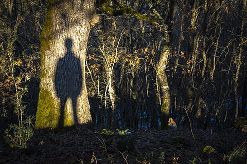 ombra, silhouette, fantasma, foresta, crepuscolo, natura, paesaggio, uomo, umore, atmosfera, buio, luce, paura, tremito, pelle d'oca, sera, pianta, terra, albero, rappresentazione umana, rappresentazione, luce del sole, crescita, campo, nessuno, giorno, tronco d'albero, tronco, all'aperto, bosco, somiglianza maschile, la tranquillità, bellezza nella natura, concentrarsi sull'ombra, 5K, CC0, dominio pubblico, privo di copyright