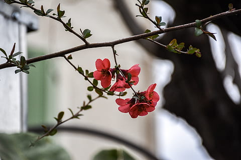 flowers, tree, bloom, spring, blooming, blossom, pink, branch, nature, bud, magnolia, season, flora, floral, greenery, plant, beauty in nature, flower, freshness, flowering plant, red, close-up, fragility, growth, vulnerability, petal, focus on foreground, no people, day, inflorescence, flower head, rose, plant part, outdoors, 5K, CC0, public domain, royalty free