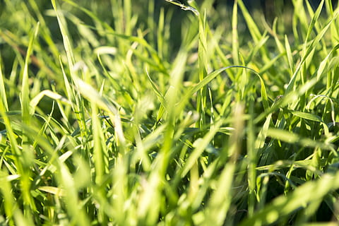 gespa verda, herba, planta, gespa, verd, fons, fons de pantalla, elia clerici, camp, primavera, naturalesa, pastures, a l'aire lliure, canya, eina, tallagespa, agropyron, animal, anthus, ocell, esports, color verd, creixement, enfocament selectiu, marc complet, terra, bellesa a la natura, cap gent, dia, primer pla, frescor, tranquil·litat, fulla d'herba, llum solar, vista d’angle alt, rosada, 5K, CC0, domini públic, lliure de regalies