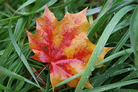 full, tardor, maple, marchit, fulles, naturalesa, sec, la fugacitat, fulles veritables, motiu de la tardor, part de la planta, planta, primer pla, creixement, bellesa a la natura, color verd, vermell, cap gent, frescor, dia, fragilitat, vulnerabilitat, humit, centrar-se en primer pla, a l'aire lliure, tirar, canvi, fulla d'auró, rosada, gota de pluja, 2K, CC0, domini públic, lliure de regalies