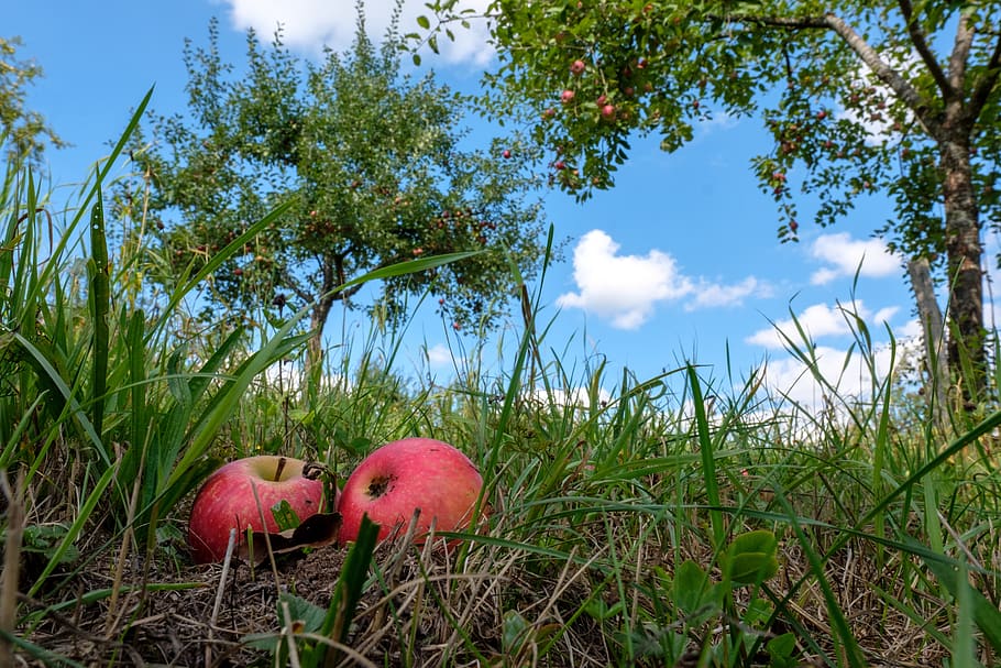 poma, fruita, inesperat, horta, fruites, fruit de pomera, prat, herba, saludable, vitamines, energia, nutrició, menjar, planta, creixement, naturalesa, cel, bellesa a la natura, cap gent, terra, vermell, color verd, dia, núvol - cel, camp, frescor, arbre, primer pla, color rosa, tranquil·litat, a l'aire lliure, 5K