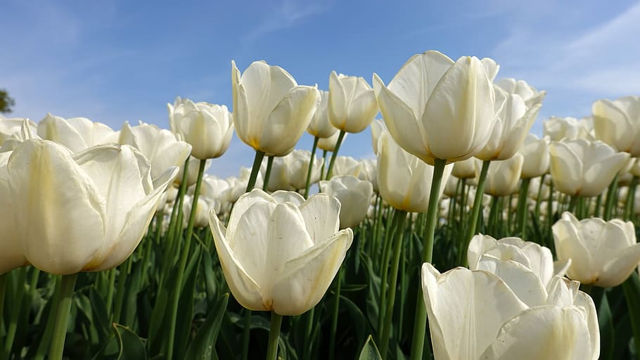 tulipani, bianca, campi di tulipani, lampadina Paesi Bassi, lampadina, primavera, Olanda, fioritura, bulbi, paesaggio olandese, fiore, pianta fiorita, pianta, bellezza nella natura, vulnerabilità, fragilità, crescita, natura, freschezza, Colore bianco, petalo, avvicinamento, tulipano, infiorescenza, testa di fiore, nessuno, bulbo vegetale, campo, cielo, terra, all'aperto, letto di fiori, 5K