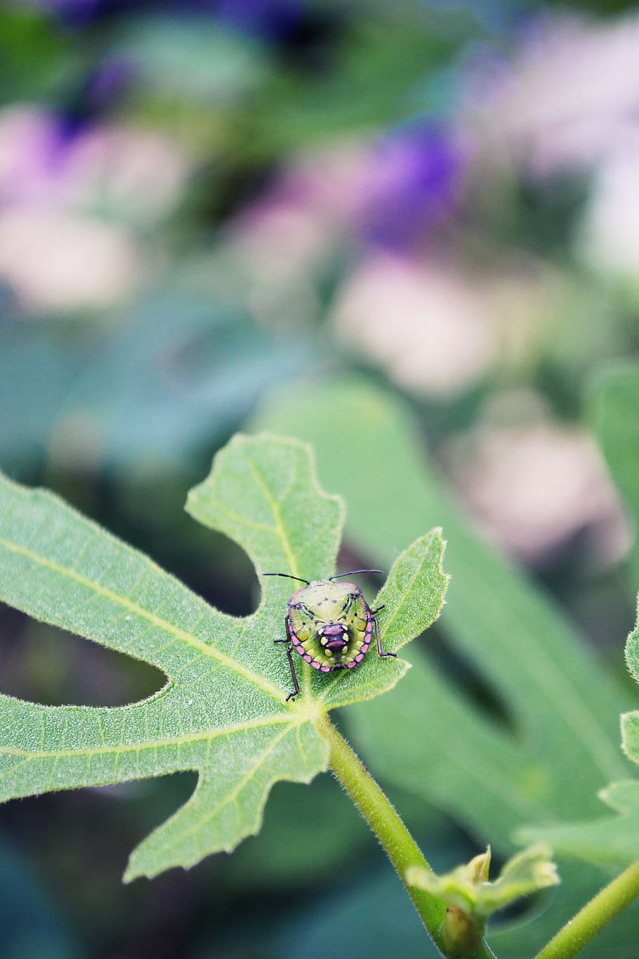 error, fig, escarabat, naturalesa, biologia, insecte, verd, primavera, estiu, ala, terrari, volar, part de la planta, full, planta, color verd, invertebrat, primer pla, animals a la natura, fauna animal, un animal, creixement, dia, temes d'animals, centrar-se en primer pla, bellesa a la natura, animal, cap gent, flor, planta amb flors, a l'aire lliure, porpra, 4K