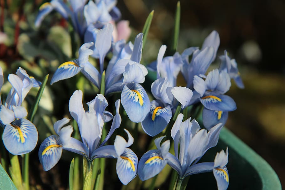 iris blau, nana de l'iris, flors, primavera, planta amb flors, flor, vulnerabilitat, fragilitat, planta, frescor, bellesa a la natura, pètal, creixement, primer pla, cap de flor, naturalesa, inflorescència, porpra, dia, centrar-se en primer pla, cap gent, Color blanc, a l'aire lliure, enfocament selectiu, pol·len, iris, safrà, 5K
