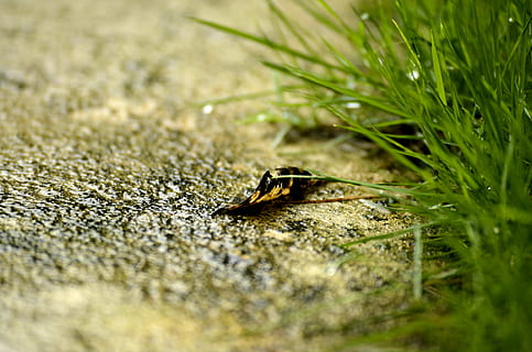 natura, foglia, foglia caduta, erba, avvicinamento, messa a fuoco selettiva, animale, un animale, temi animali, fauna selvatica, animali allo stato selvatico, pianta, nessuno, giorno, colore verde, invertebrato, all'aperto, insetto, terra, strisciando, campo, gasteropode, livello di superficie, 4K, CC0, dominio pubblico, privo di copyright