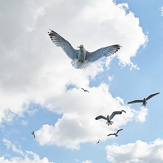 rendah, fotografi sudut, burung, penerbangan, binatang, awan, siang hari, bulu, dom, bidikan sudut rendah, burung camar, langit, melonjak, penyebaran, sayap, satwa liar hewan, hewan, tema binatang, awan - langit, binatang di alam liar, merentangkan sayap, bertulang belakang, sekelompok binatang, di udara, tampilan sudut rendah, alam, camar, hari, camar berkepala hitam, tidak ada orang, gerakan, di luar rumah, sayap binatang, kawanan burung, 2K, CC0, domain publik, bebas royalti