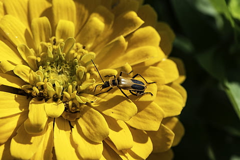 bloem, kever, insect, bloemblaadjes, kern, tuin-, ongewerveld, bloeiende plant, dierenleven, dieren in het wild, dierlijke thema's, één dier, dier, schoonheid in de natuur, bloemblad, breekbaarheid, kwetsbaarheid, bloemhoofd, geel, fabriek, groei, detailopname, bloeiwijze, versheid, bestuiving, stuifmeel, geen mensen, buitenshuis, 5K, CC0, publiek domein, royaltyvrij