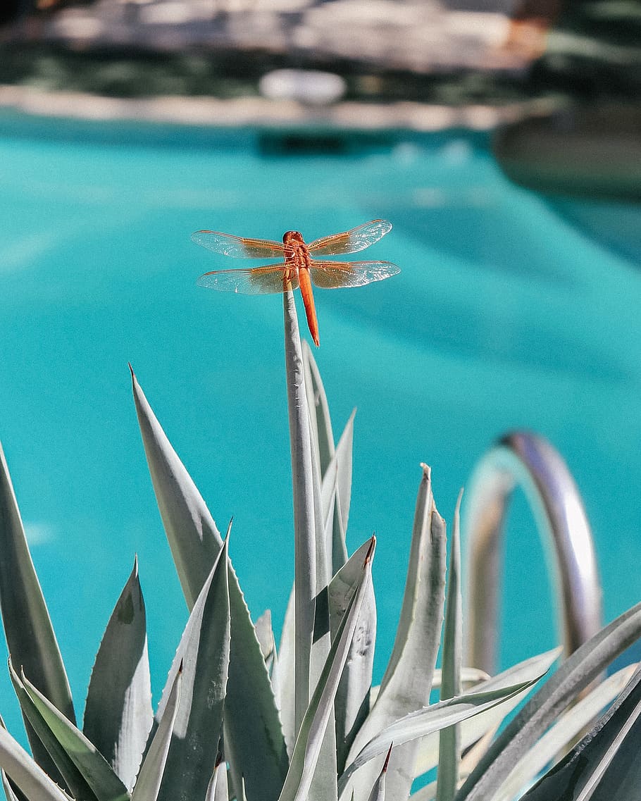 orange Libelle, Libelle, Insekt, Pflanze, wirbellos, Tier, Anisoptera, Aloe, Flora, Vereinigte Staaten, Palm Springs, Kakteen, Agave, Aloe Vera, Kaktus, Schwimmbad, Nahansicht, hell, Blau, Orange, Sonnenschein, Fokus auf den Vordergrund, Wasser, keine Leute, Natur, Tierthemen, Tiere in freier Wildbahn, Tag, Tierwelt, ein Tier, Blatt, draußen, Pflanzenteil, Schönheit in der Natur, türkisfarben, 2K