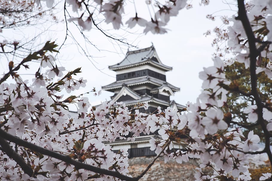 zamek, architektura, kwiat, kwitnąć, Oddział, Kwiat Wiśni, flora, kwiaty, matsumoto, nagano, park, sakura, pora roku, drzewo, roślina, zbudowana struktura, na zewnątrz budynku, niski kąt widzenia, roślina kwitnąca, wzrost, Natura, budynek, wiosna, żadnych ludzi, miejsce kultu, świeżość, dzień, wiara, na dworze, Wiśniowe drzewo, 5K